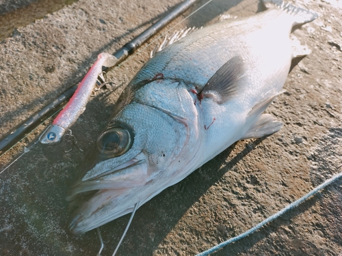 ヒラスズキの釣果