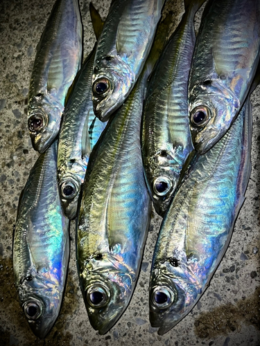 アジの釣果