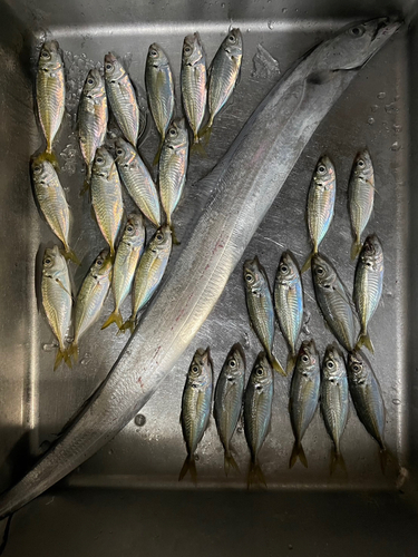 タチウオの釣果