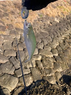 マアジの釣果