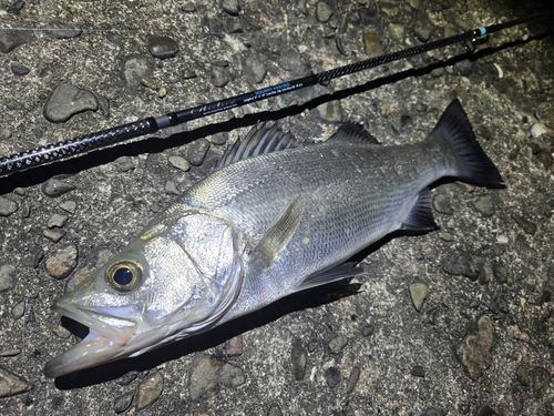 マダカ（ヒラスズキ）の釣果