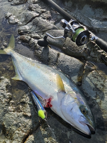 ヒラマサの釣果