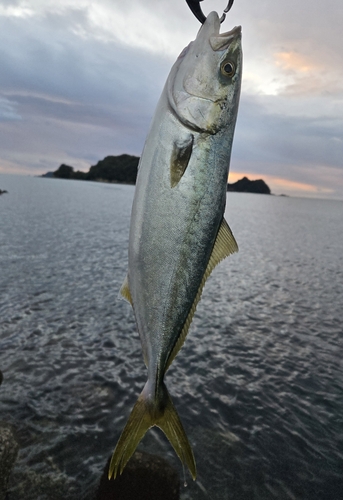 ツバスの釣果