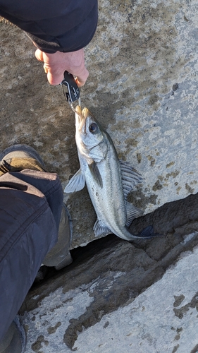 スズキの釣果