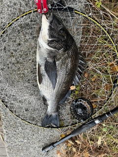 チヌの釣果