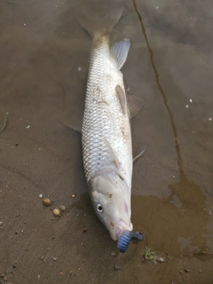 ニゴイの釣果