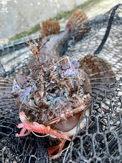 トウベツカジカの釣果