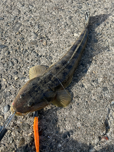 マゴチの釣果