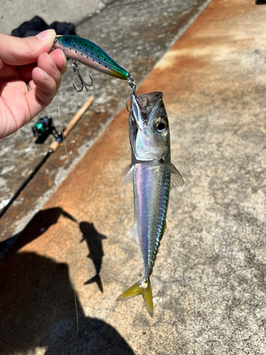 サバの釣果