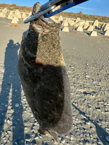 ヒラメの釣果