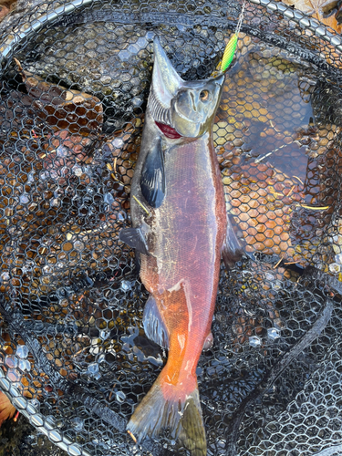 ヒメマスの釣果