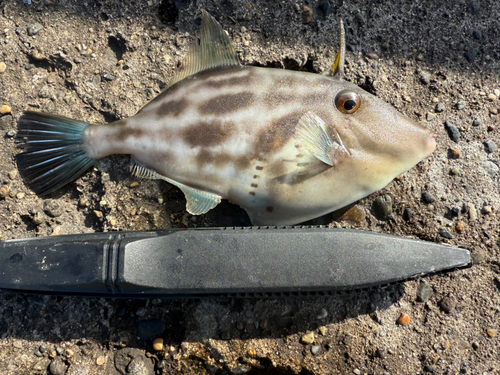 鹿島港魚釣園