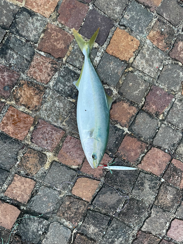 ハマチの釣果