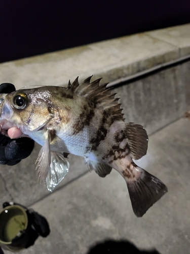 シロメバルの釣果