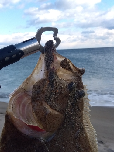 ヒラメの釣果