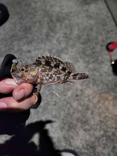 カサゴの釣果