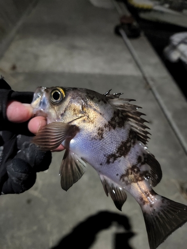 シロメバルの釣果