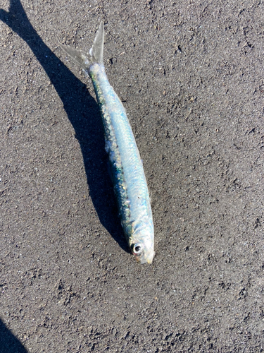 イワシの釣果