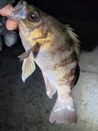 シロメバルの釣果