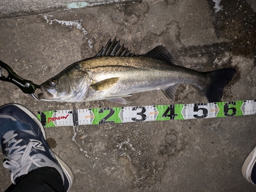 シーバスの釣果