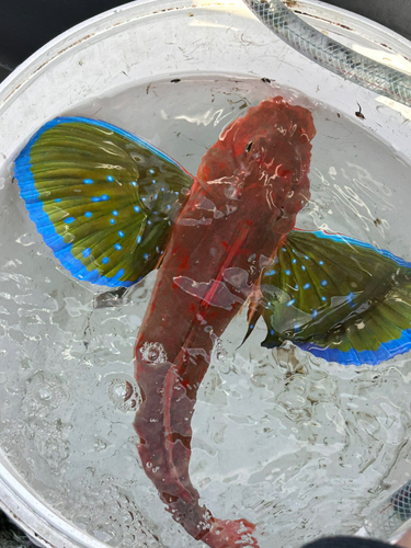 ホウボウの釣果