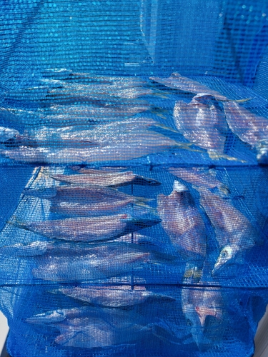 カマスの釣果