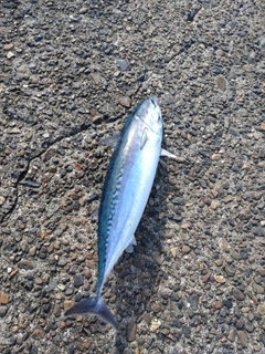 マルソウダの釣果