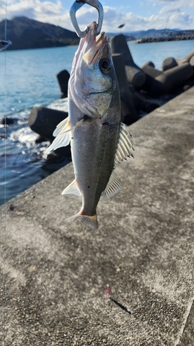 勝浦川河口