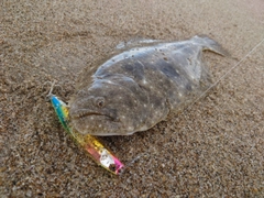 ヒラメの釣果