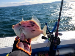 カワハギの釣果