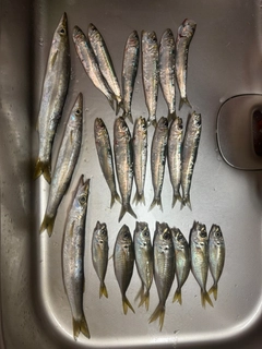 カマスの釣果