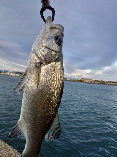 ヒラスズキの釣果