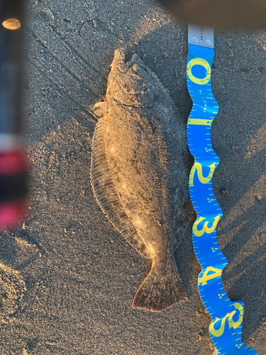 ヒラメの釣果