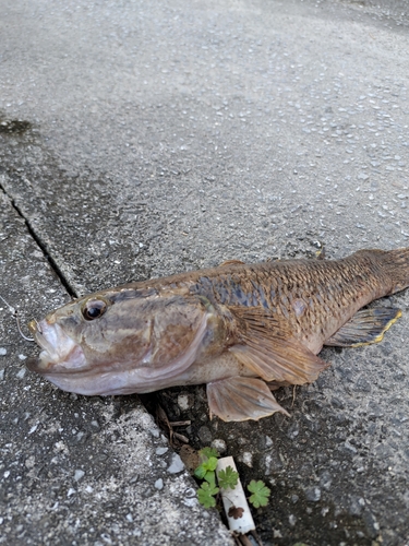 ホシマダラハゼの釣果