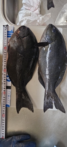 メジナの釣果