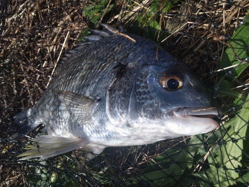 キビレの釣果