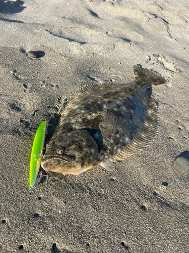 ヒラメの釣果