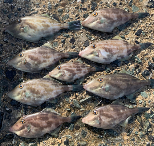 ウマヅラハギの釣果