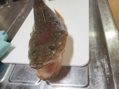 マゴチの釣果