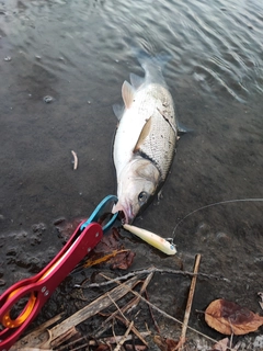 ウグイの釣果