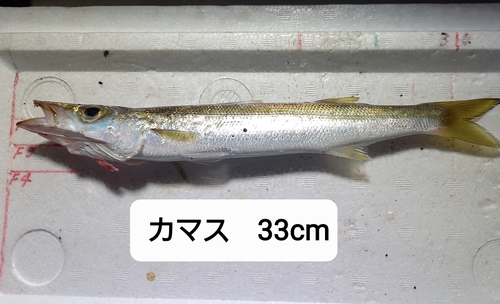 カマスの釣果