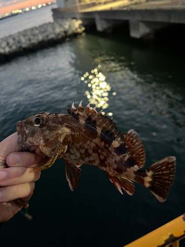 カサゴの釣果