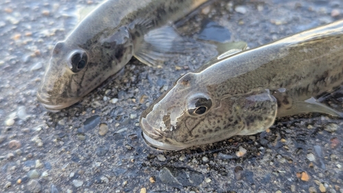 マハゼの釣果