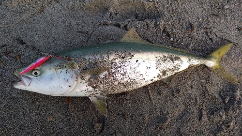 ブリの釣果