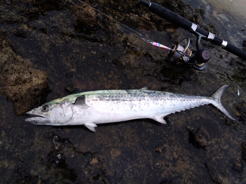 サゴシの釣果