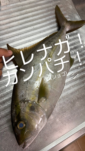 ヒレナガカンパチの釣果