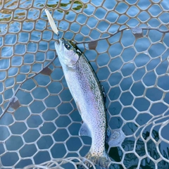 ニジマスの釣果