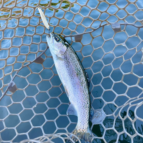 ニジマスの釣果