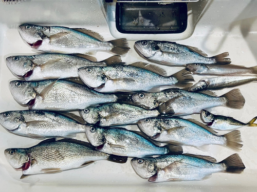 イシモチの釣果