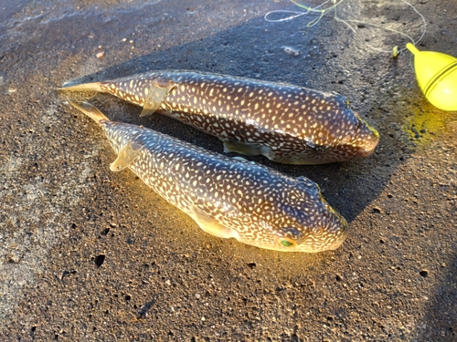 ショウサイフグの釣果